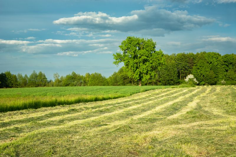 Site Cleaning in Katy, TX